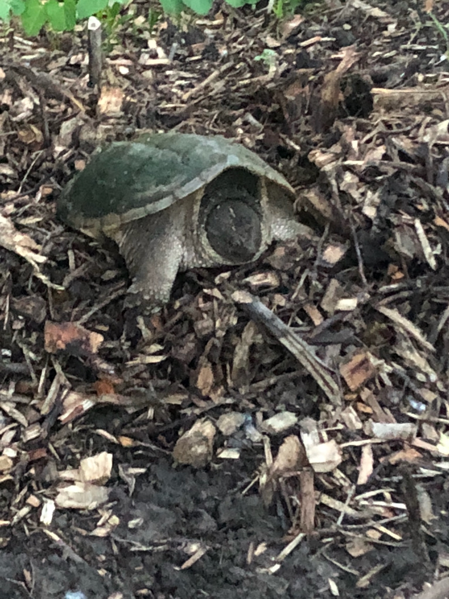 Snapping Turtle | Open Rivers Journal