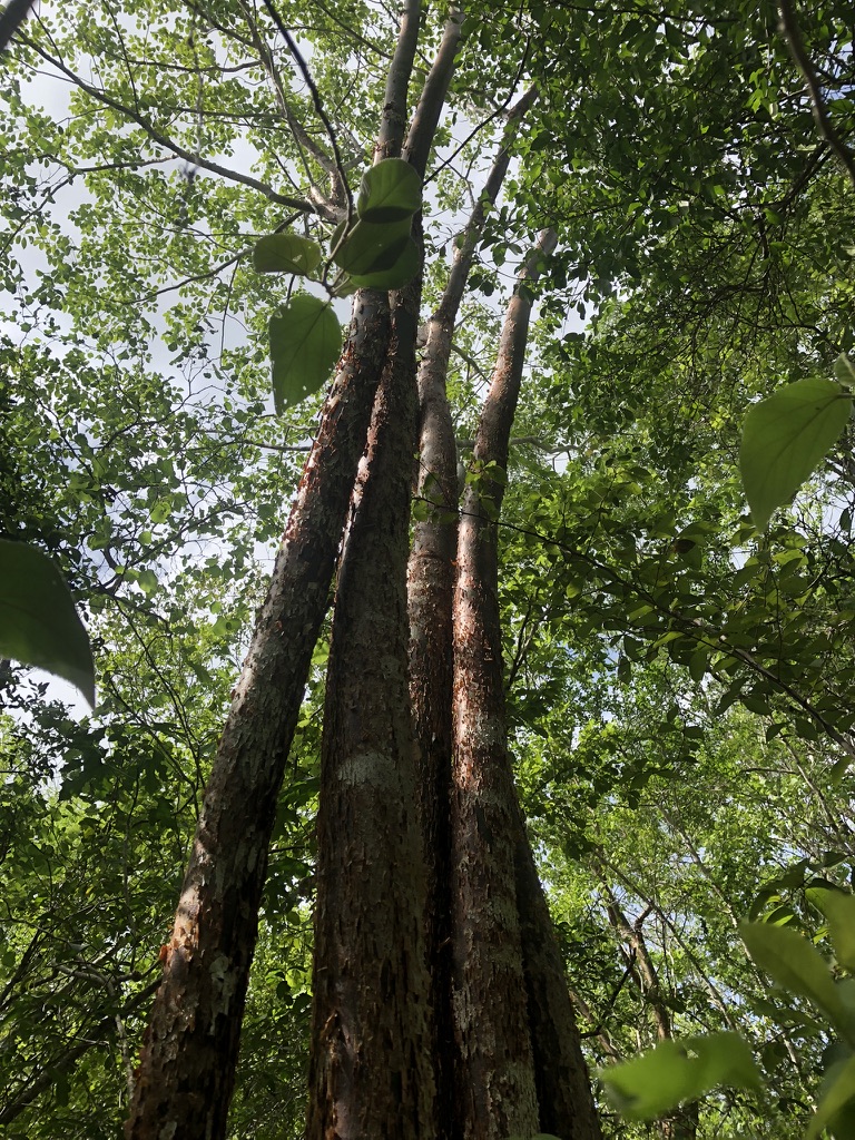 Maya Tropical Rainforest | Open Rivers Journal